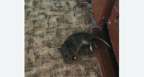 Дезинфекция от мышей в Гольяново города Москвы
